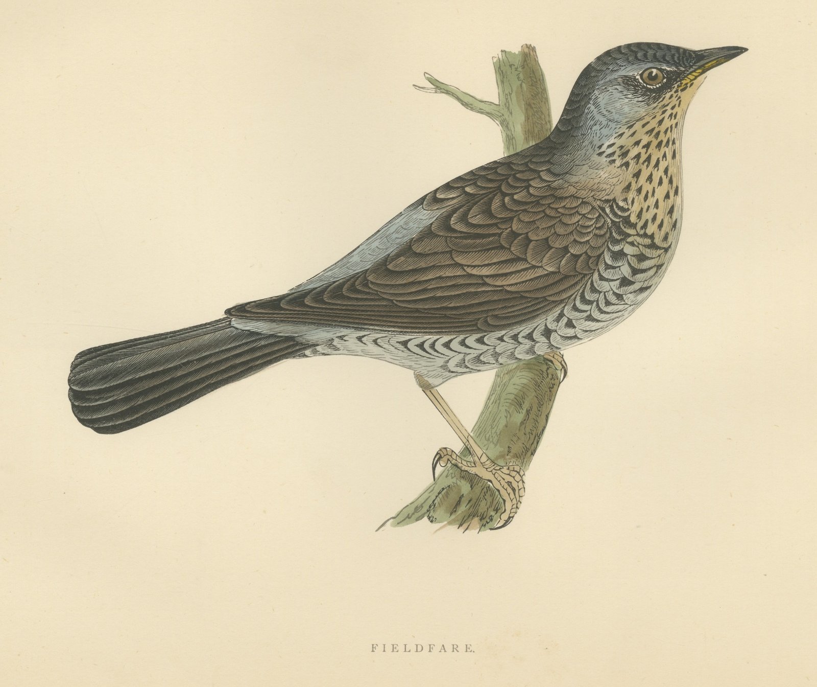 Fieldfare on a Green Stump, Hand Colored Thrush Print, Morris, 1896
