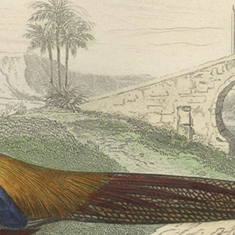Beautiful Decorative Hand-Colored Print of a Golden Pheasant from China, C.1840, close-up 1