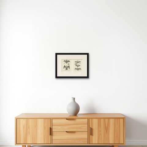 Anatomical Studies of Bats from 'The Mammals' Natural History Lithographs, 1836, shown framed on a wall