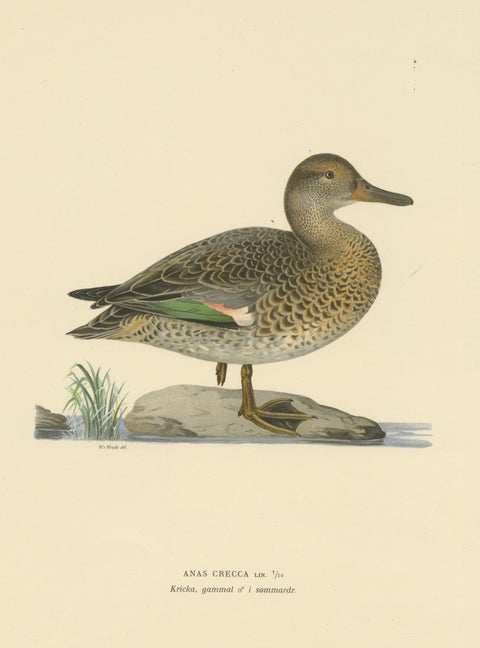 Whistles on the Wing: The European Teal by Magnus von Wright, 1929, view 3
