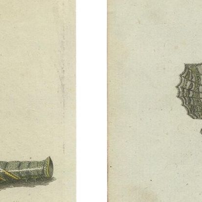 Hawk-Moths and Butterflies: Hand-Colored Engravings, Published in 1805, close-up 1