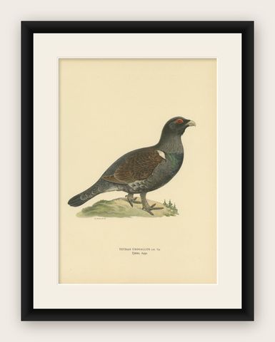 Antique Bird Print of a Male Western Capercaillie by Von Wright, 1929, shown framed