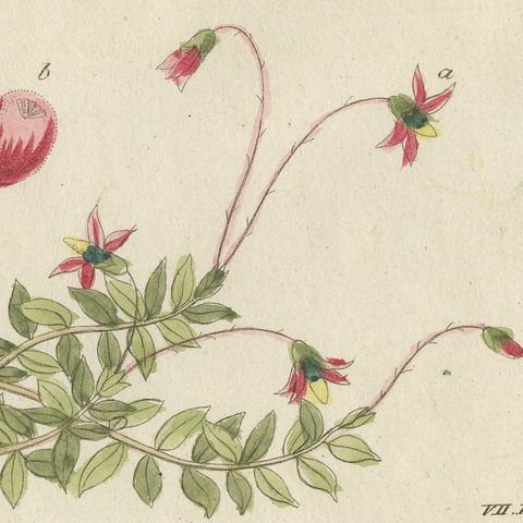 Bilberry, Lingonberry and Cranberry, Antique Bertuch Print, circa 1805, close-up 5