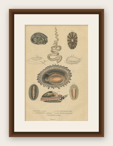 Marine Mollusk Diversity: Sponges, Abalones, Limpets, and Chitons, 1845, shown framed