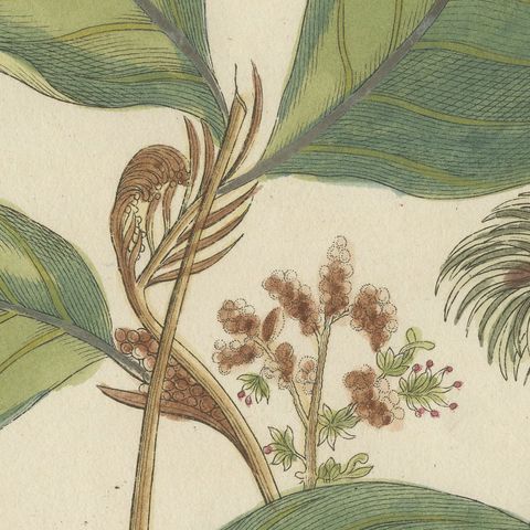 Rambutan Tropical Fruit Branch, Antique Bertuch Print, circa 1810, close-up 3