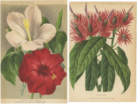 Set of 2 Antique Botany Prints, Hibiscus Rosa-Sinensis, Pavonia 'circa 1890', view 4