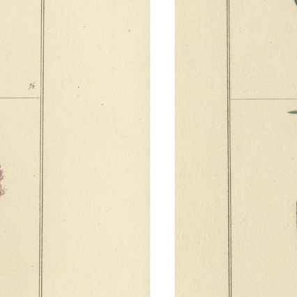 Pair of Hand-Colored Botanical Engravings of Spring Flowers, London 1828, close-up 1