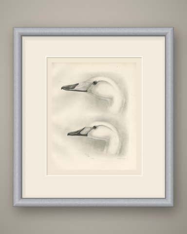 Heads of the Whooper Swan and Bewick's Swan after Lilian Medland, c. 1909, shown framed