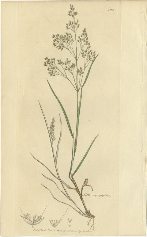 Eight Antique Botanical Engravings of Aira, Avena & Holcus Meadow Grasses, 1830, view 6
