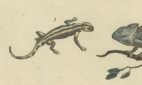 Antique Handcolored Engraving of Lizards, Iguana, Chameleon and Salamander, 1800, close-up 2