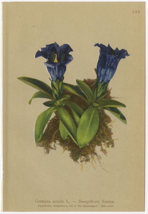 Alpine Gentian Botanical Prints Set, Antique Chromolithographs c.1897, view 2