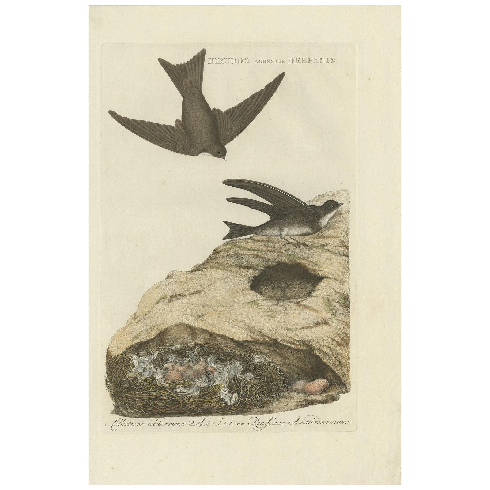 Antique Bird Print of the Sand Martin by Sepp & Nozeman, 1770