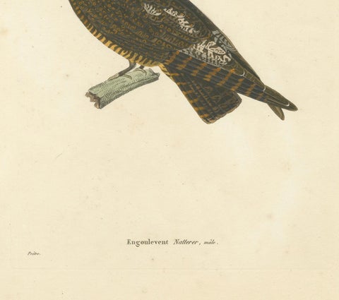 Rare Engraving of a Natterer’s Nightjar, Ornithological Illustration, ca.1808, close-up 1
