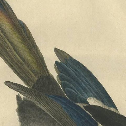 Magpie (Pica), Antique Ornithological Print with Dutch Text, Nozeman, 1770–1829, close-up 2