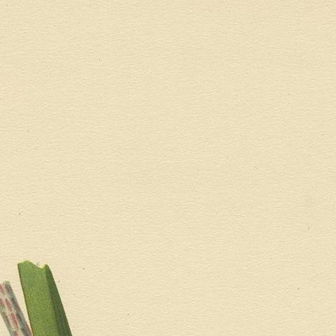 Antique Bird Print of the Sedge Warbler by Von Wright '1927', close-up 1