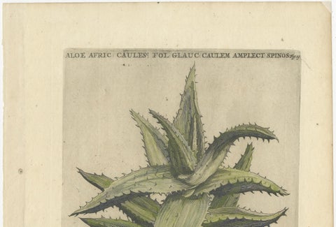 Caulescent African Aloe from Caspar Commelin’s "Praeludia Botanica" - 1703, close-up 4