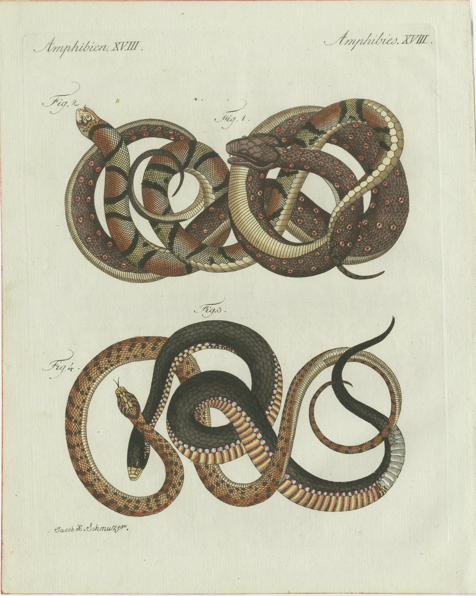 Original Antique Print of Four Exotic Snakes by Bertuch, 1802