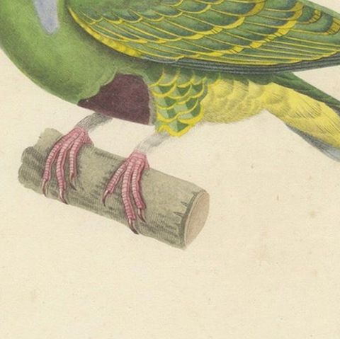Rare Ornithological Illustration of the Male Dwarf Pigeon (Colombe naine), 1838, close-up 5
