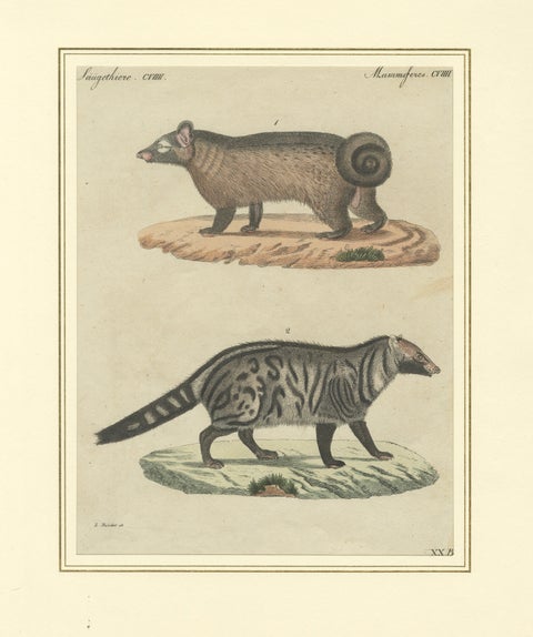 Antique Asian Civets & Kopi Luwak Natural History Engraving, Bertuch, 1820, close-up 7