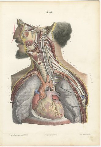Cranial and Cervical Nerves to the Heart, Antique Hirschfeld Anatomy Print, 1866, view 2