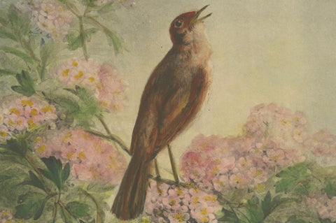 The Nightingale's Song - Giacomelli’s Floral and Avian Art, Circa 1891, close-up 2