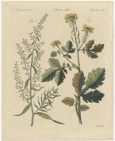 Yellow Crucifer and Slender Flowering Herb, Antique Bertuch Print, circa 1805, view 2