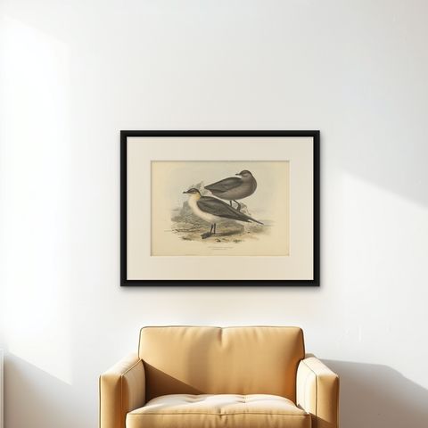 Antique Bird Print of the Richardon's Jager by Gould, 1832, shown framed on a wall
