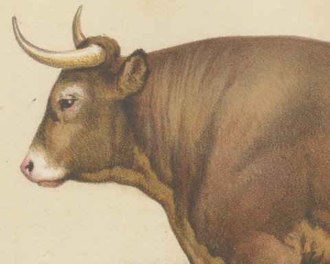 Limousin Ox, French Cattle Breed, Antique Chromolithograph by Borie, 1863, close-up 1
