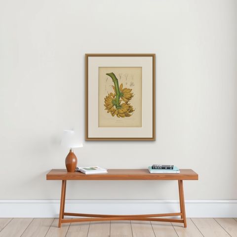 Antique Banana Botanical Chromolithograph by Hoola van Nooten, c. 1880, shown framed on a wall