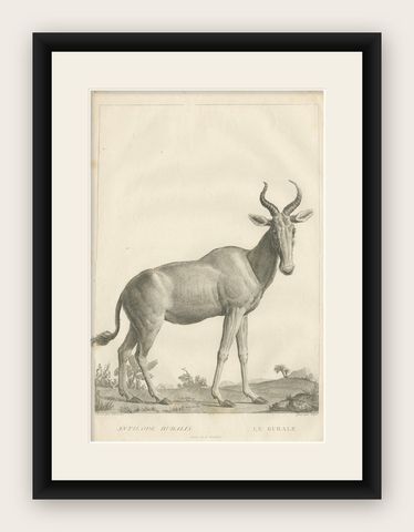 1808 Engraving of Antelope Bubalis by S.C. Miger: Detailed Zoological Study, shown framed