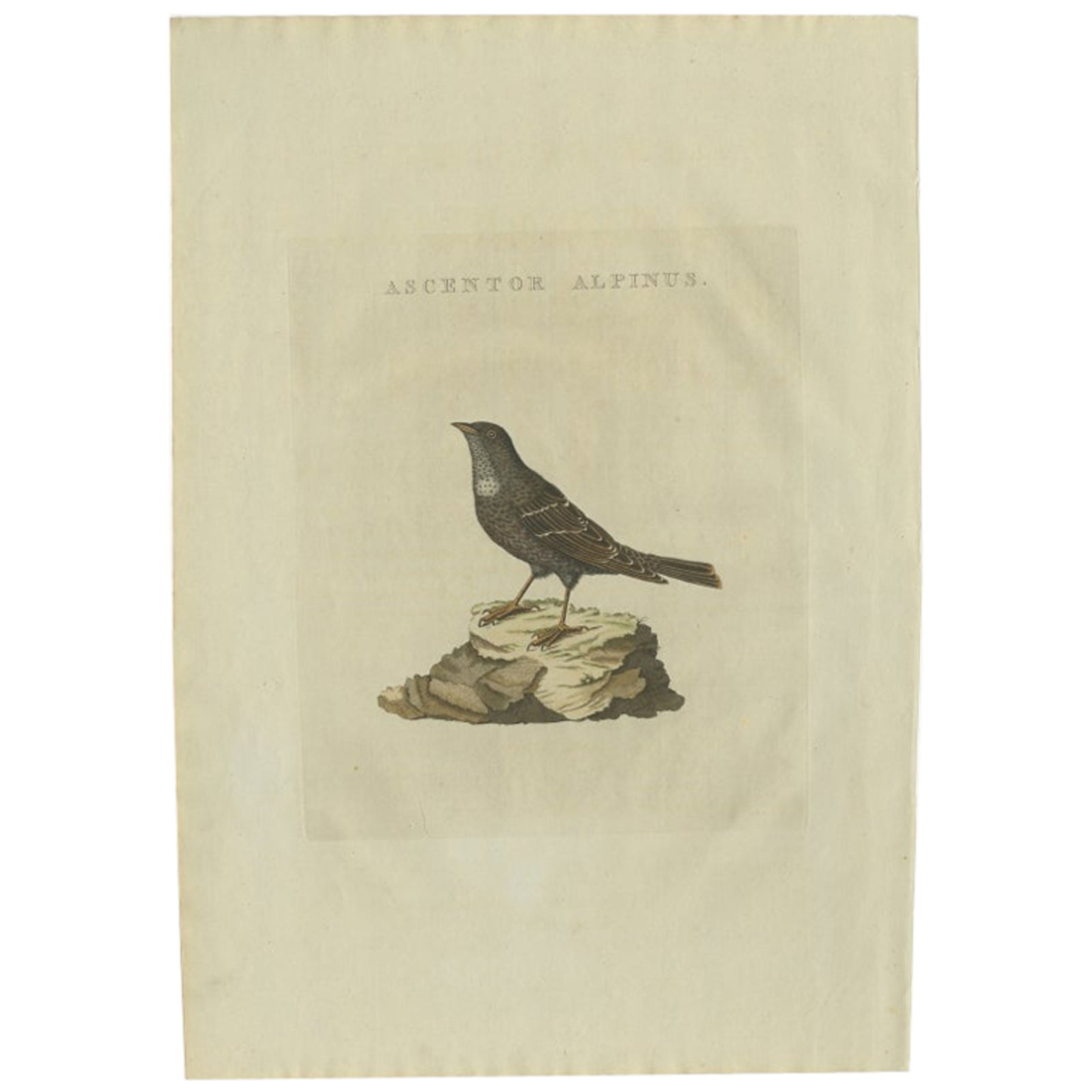 Antique Bird Print of a Small Alpine Bird by Sepp & Nozeman, 1829