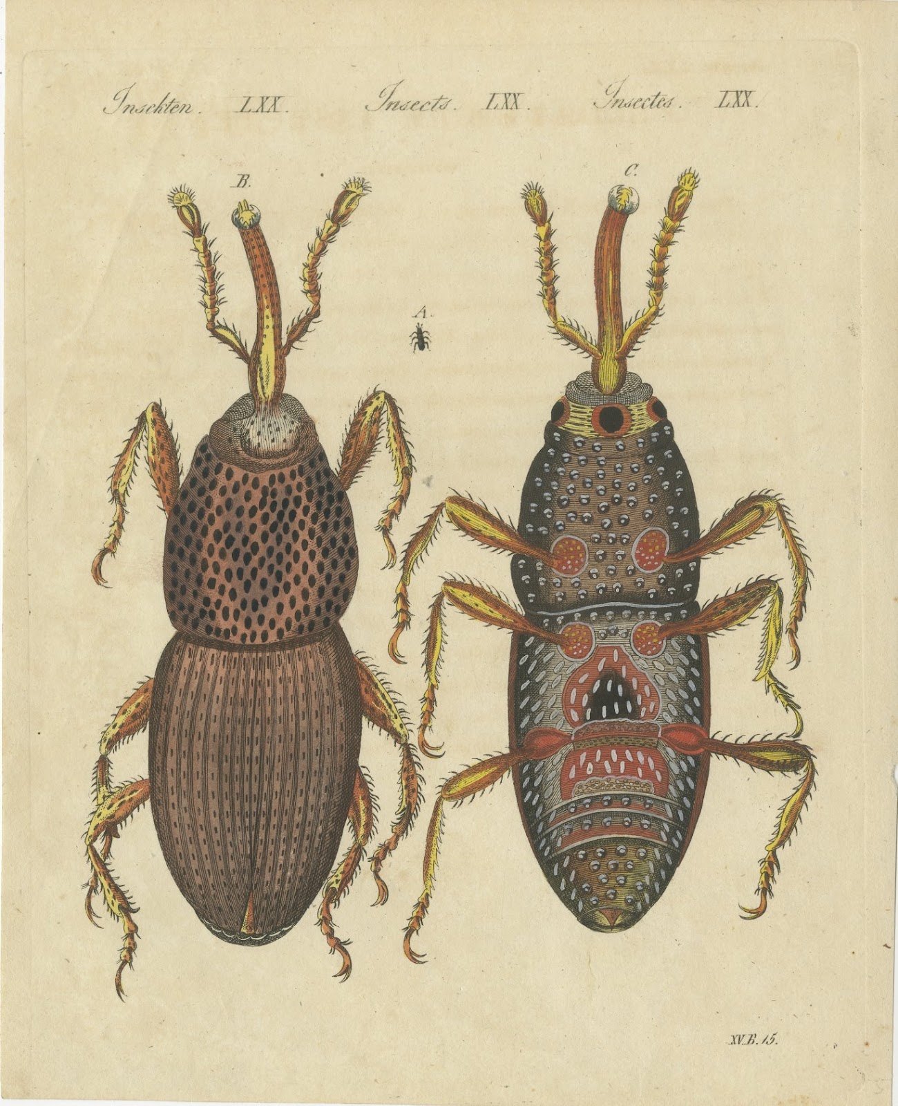 Grain Weevil Magnified Under the Microscope, Antique Bertuch Print, circa 1815