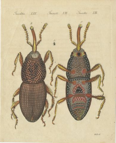 Grain Weevil Magnified Under the Microscope, Antique Bertuch Print, circa 1815