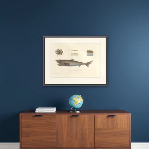 Antique Print of Greenland Shark with Detail Views, Paris, circa 1845, shown framed on a wall