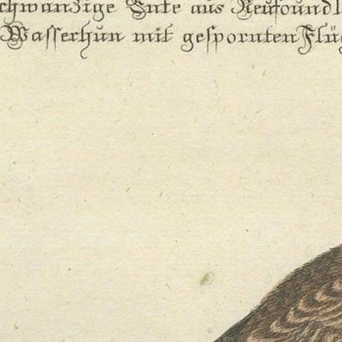 Engraving of the Long-Tailed Duck and Spur-Winged Lapwing by Seligmann, ca.1770, close-up 6