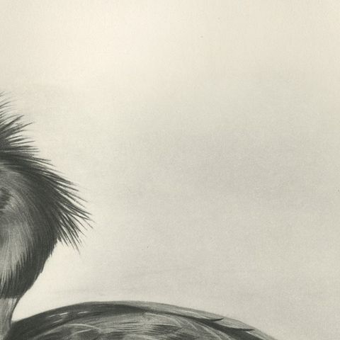 Red-Breasted Merganser, Antique Bird Print after Lilian Medland, circa 1909, close-up 2