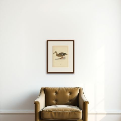 Antique Bird Print of a Female Domestic Duck by Von Wright, '1929', shown framed on a wall