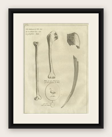 Antique Engraving of the Bill and Bones of an Ibis Bird, 1773, shown framed