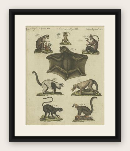 Antique Animal Print of Lemur Species by Bertuch, circa 1800, shown framed