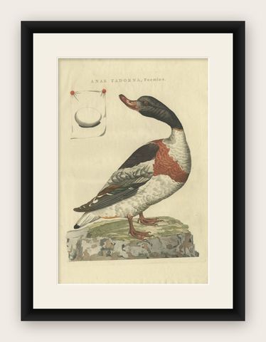 Female Common Shelduck, Antique Dutch Bird Print by Sepp & Nozeman, 1789, shown framed