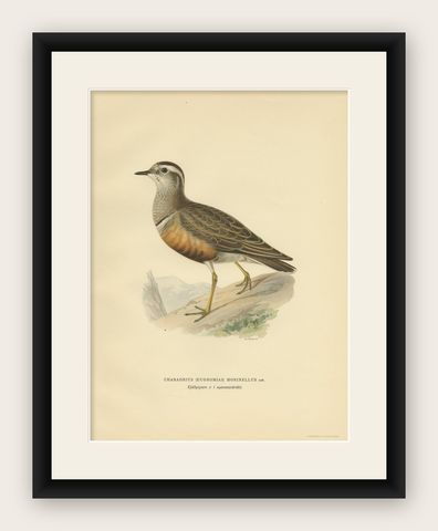 Antique Bird Print of the Eurasian Dotterel by Von Wright, 1929, shown framed