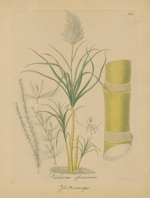Antique Sugarcane Botanical Print, Saccharum officinarum, Hayne, ca.1820, close-up 1