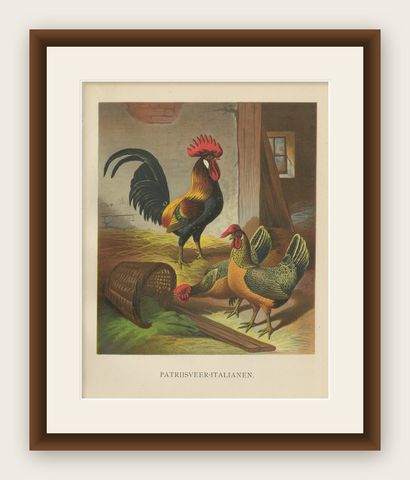 The Regal Partridge Italian Chicken - A Rare 19th Century Poultry Lithograph, shown framed