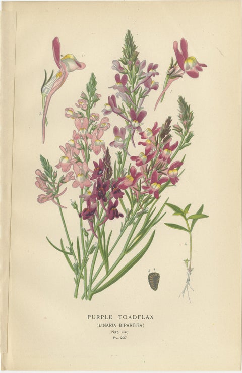 1897 Botanical Prints, Purple Toadflax and Maurandya Barclayana, view 2