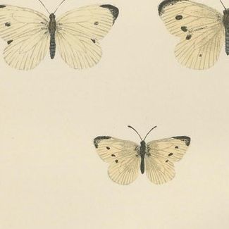 Winged Elegance: Stages of Lepidopteran Grace, Published in 1890, close-up 1