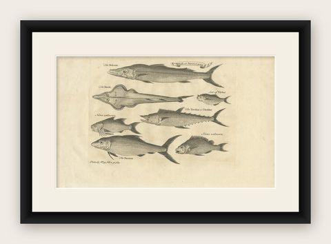 Antique Fish Print of Sierra Leona, with The Banana, The Monk and More, c.1752, shown framed