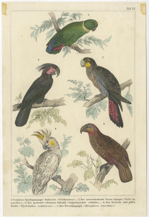 Set of 2 Antique Prints of Parrots, Lories and other Birds, view 3