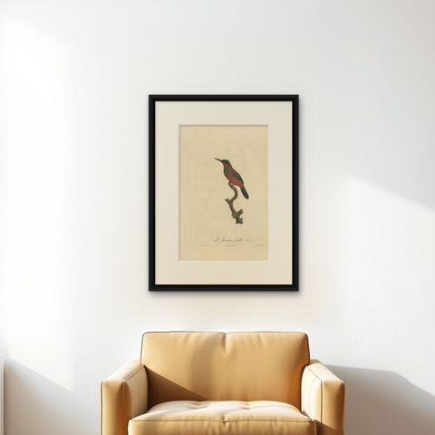 Stunning Hand-Colored Antique Bird Print of a Female Jacamar by Barraband, c1805, shown framed on a wall