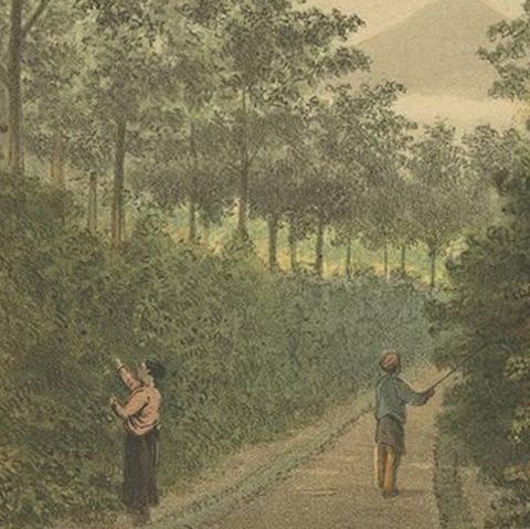 Antique Print of Fruit Farming on Java by M.T.H. Perelaer, 1888, close-up 2