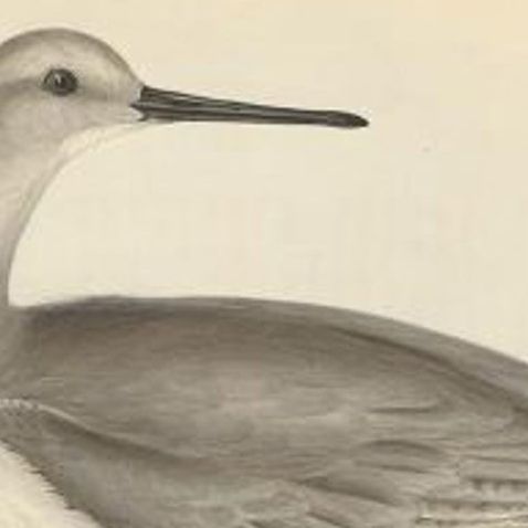 Antique Bird Print of the Semipalmated Sandpiper by Gould, 1832, close-up 1